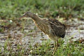 Pinnated-Bittern-(4)