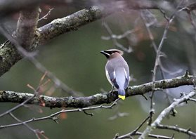 Waxwing,-Cedar