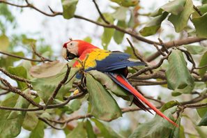 Scarlet-Macaw-(1)