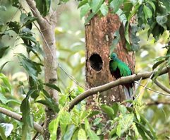 Resplendant-Quetzal-(1)