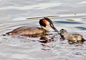 Great crested grebe