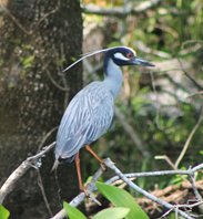 Yellowcrowned-night-heron-(2)