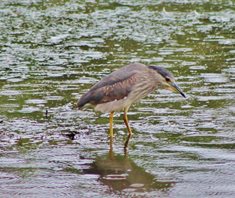 Night Heron