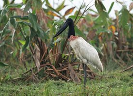 Jabiru-(7)