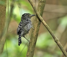 Barred-Antshrike