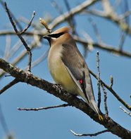 Cedar-waxwing-(9)