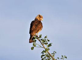 Yellow-headed-Caracara-(2)