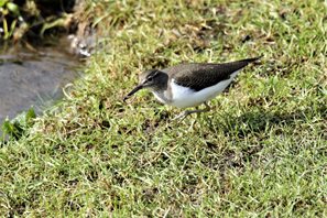 Common Sandpiper