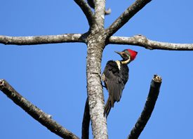 Lineated-Woodpecker