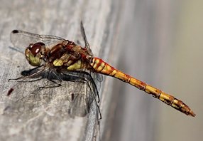 common-darter-(2)