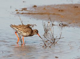 Redshank,-(2)