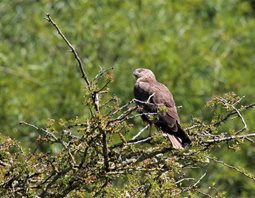 Marsh-Harrier-(3)
