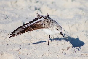 Sanderling-(24)