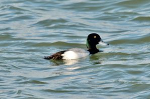 Scaup