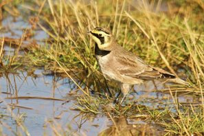 Shorelark