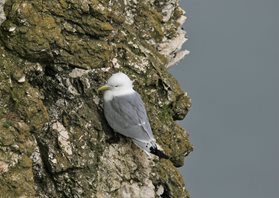 Kittiwake-(15)