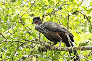 Crested-Guan-(2)