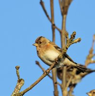 Brambling