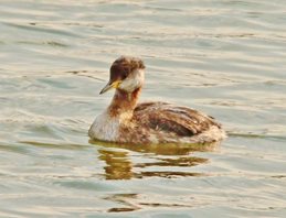 Rednecked grebe