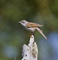 Whitethroat