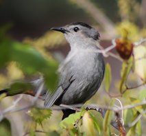 Catbird-(1)_1