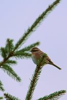 Siberian Accentor