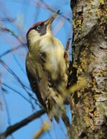 Green Woodpecker