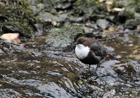 Dipper
