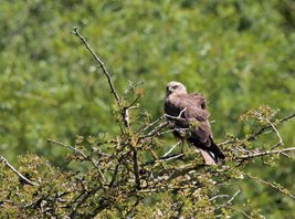 Marsh-Harrier,