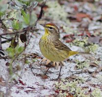 Palm-warbler-(2)