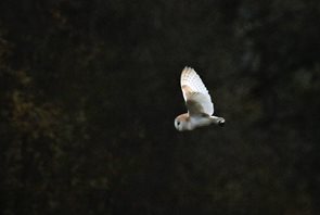 Barn-Owl-(1)