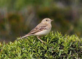 Tawny pipit
