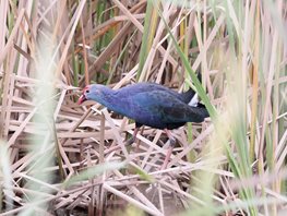 Swamphen,-Grey-headed