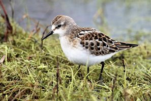 little stint, wales