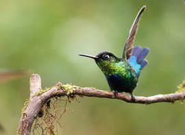 Fiery-throated-Hummingbird-(1)