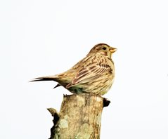 Corn-bunting