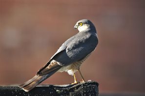 Male Sparrowhawk