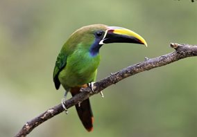 Emerald-Toucanet-(2)