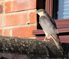 Male Sparrowhawk