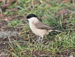 Willow tit