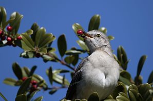 Mockingbird,-Northern-(2)_1