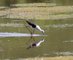 Black-winged-Stilt-(1)