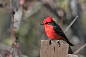 Flycatcher,-Vermilion-(4)_1