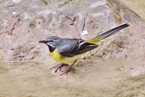 Grey wagtail