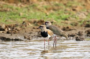 Southern-Lapwing-(1)