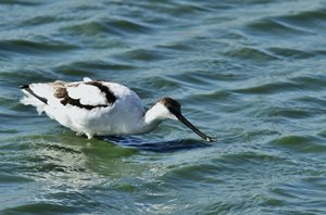 Avocet