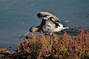 Blacktailed Godwit