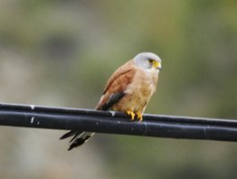 Lesser kestrel