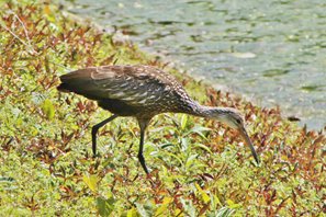 Limpkin-(7)