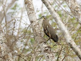 Bare-throated-Tiger-heron